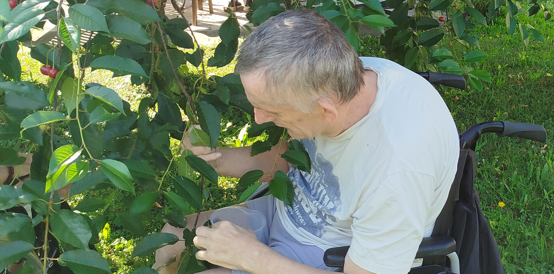 WH Maria Ponsee I BALANCE Ein Bewohner im Rollstuhl ist im Garten und pflückt Kirschen.