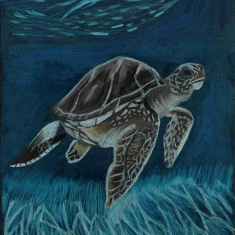 Begegnung im Blauwasser – Leonie Thanovat Ein gemaltes Bild von einer Meeresschildkröte, die im Meer über ein Seegras-Feld schwimmt. Gemalt von der Künstlerin Leonie Thanovat.
