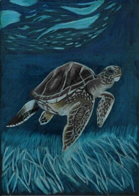 Begegnung im Blauwasser – Leonie Thanovat Ein gemaltes Bild von einer Meeresschildkröte, die im Meer über ein Seegras-Feld schwimmt. Gemalt von der Künstlerin Leonie Thanovat.